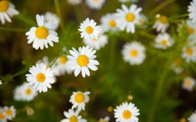 La camomille pour réduire le diabète