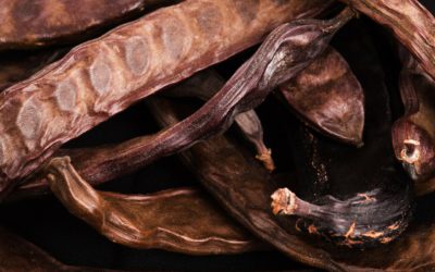 Un substitut au cacao : la caroube (+recettes)