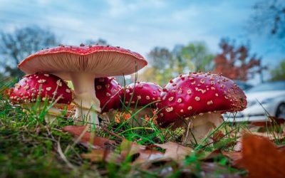 Une autre bonne raison de manger des champignons