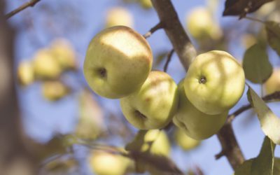 60% des vergers français labellisés écoresponsables