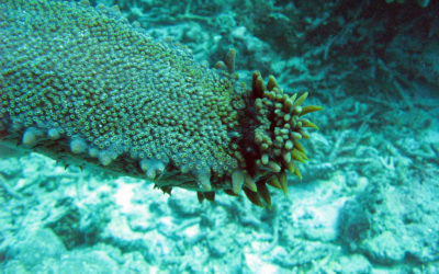 Le concombre de mer plus efficace que le viagra