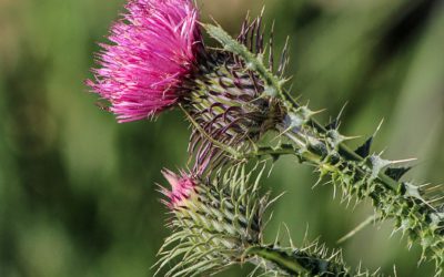 Ces plantes et compléments alimentaires qui nettoient le foie