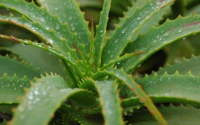 La congélation de l’aloe vera et ses incroyables vertus