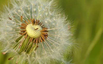 5 alternatives au café