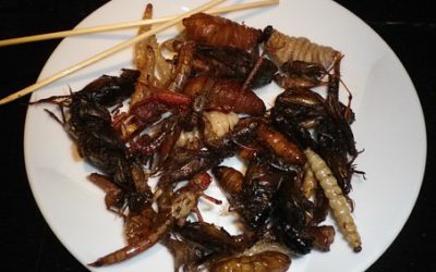 Les 5 excellentes raisons de consommer des insectes
