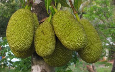 Le Jacquier : le fruit exotique tendance de 2017