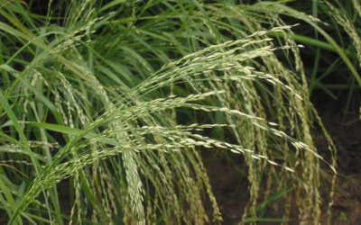 Le teff : le super-aliment sans gluten