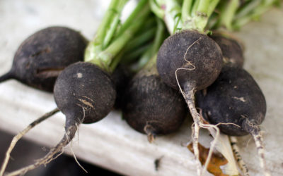 Le radis noir : le légume anti-carence