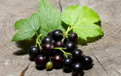Le cassis : le nouveau fruit healthy à la mode