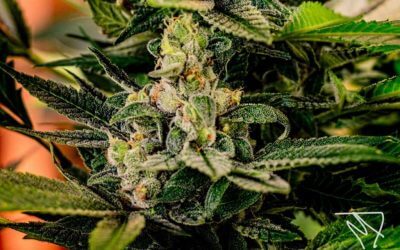 La fleur de CBD : comment et pourquoi l’utiliser ?
