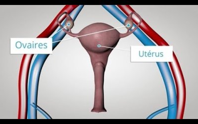 Les effets des hormones sexuelles sur la peau