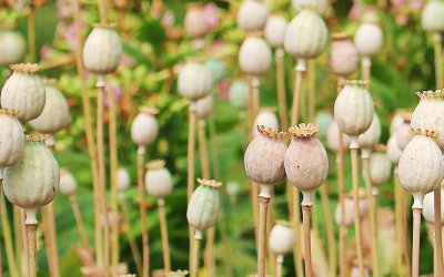 Comment Utiliser l’Huile Essentielle pour Soulager les Hémorroïdes